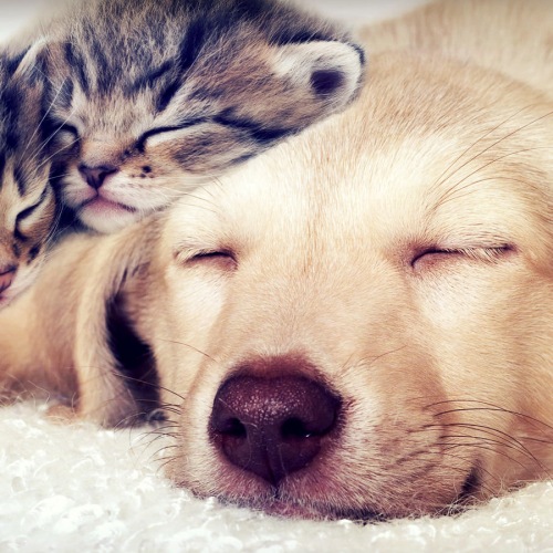 Dog and kittens sleeping